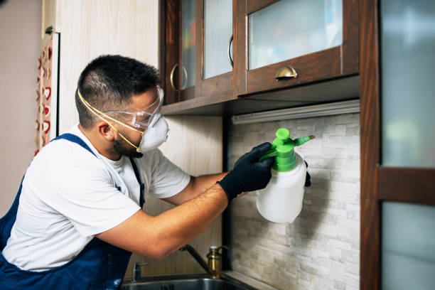 Wasp Removal Services in Lakewood, SC